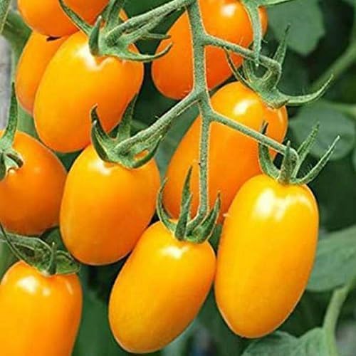 Semillas de tomate amarillo – Herencia, sin OGM, alta germinación Semillas de jardín orgánicas para plantar