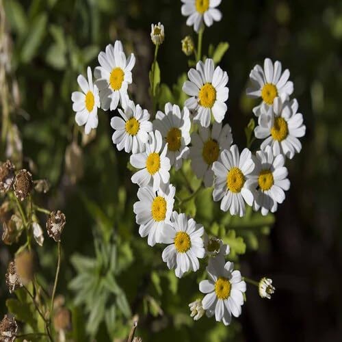 Pyrethrum Cinerariifolium Flower Seeds Heirloom Non-GMO High Germination Organic Garden Seeds for Planting