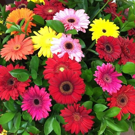 Semillas de Flores Gerbera – Semillas de Jardín Orgánicas para Sembrar, de Herencia, Sin OGM, Alta Germinación