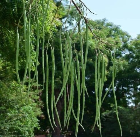 Green Moringa – Heirloom, Non-GMO, High Germination Organic Garden Seeds Planting