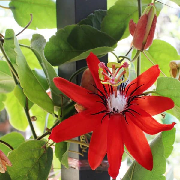 Passion Flower Seeds – Heirloom, Non-GMO, High Germination Organic Garden Seeds for Planting