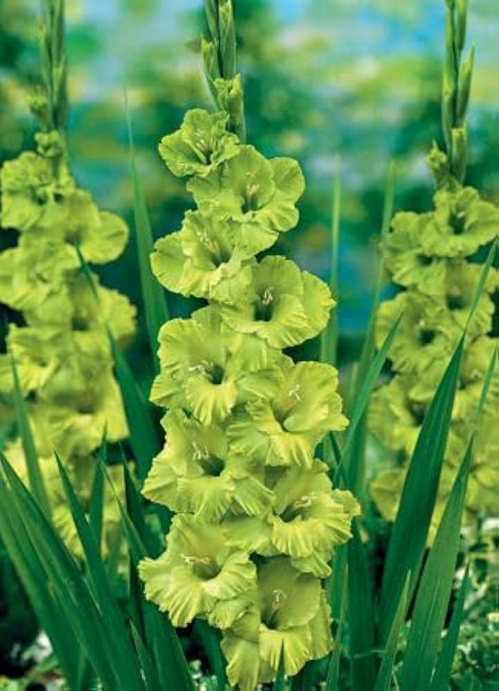 Green Gladiolus Flower Seeds – Heirloom, Non-GMO, High Germination Seeds