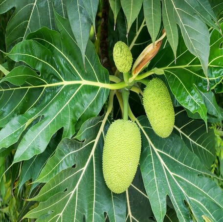Green Breadfruit Seeds – Heirloom, Non-GMO, High Germination Organic Garden Seeds