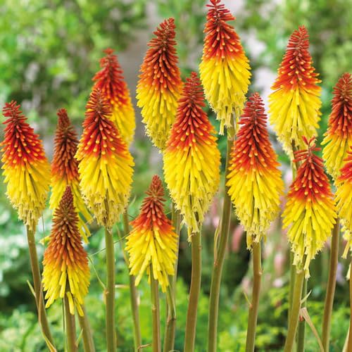 Red Yellow Kniphofia Flower Seeds for Planting – Heirloom Non-GMO High Germination Organic Garden Seeds