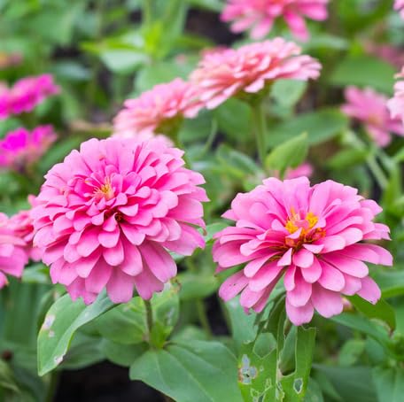 Pink Zinnia Flower Seeds – Heirloom Non-GMO High Germination Organic Garden Seeds