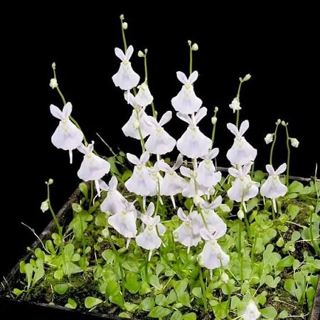 Utricularia Sandersonii Flower Seeds for Planting – Heirloom, Non-GMO, High Germination