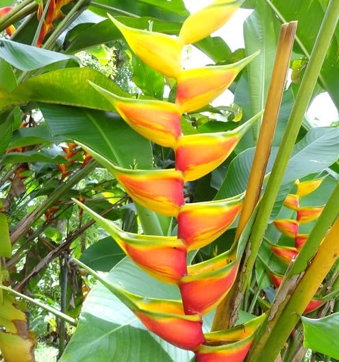 Red Heliconia Flower Seeds – Heirloom Non-GMO High Germination Organic Garden Seeds for Planting