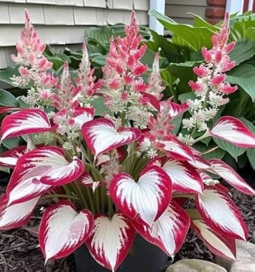 hosta hosta flower seeds