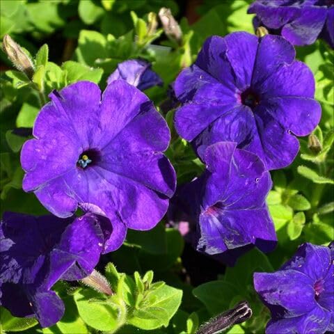 Lila Petunienblumensamen – Erbstück, gentechnikfrei, hochkeimfähig, Bio-Gartensamen zum Pflanzen