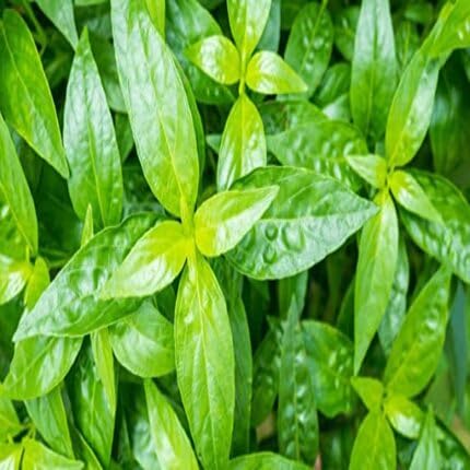 green andrographis flower seeds