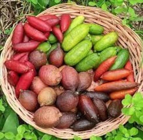 Mixed Caviar Lime Seeds Heirloom Non-GMO High Germination Organic Garden Seeds for Planting