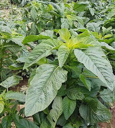 Green Callaloo – Heirloom, Non-GMO, High Germination Organic Garden Seeds Planting