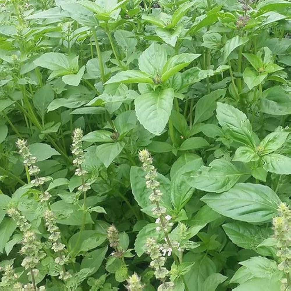 Green Lemon herb seeds