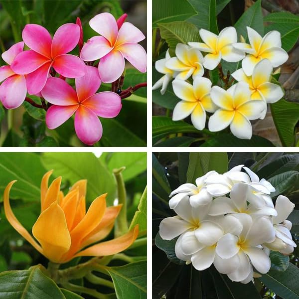 Champa Flower Seeds Mixed – Heirloom, Non-GMO, High Germination Seeds for Planting