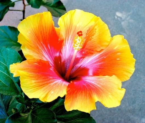 Hibiscus Flower Seeds – Heirloom, Non-GMO, High Germination Organic Garden Seeds for Planting