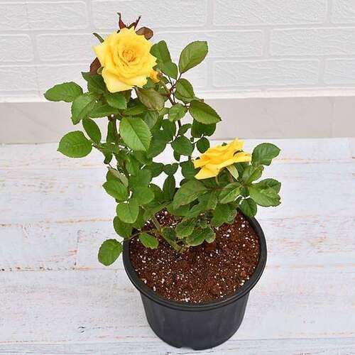 Yellow Rose Flower Seeds – Heirloom, Non-GMO, High Germination Seeds for Planting