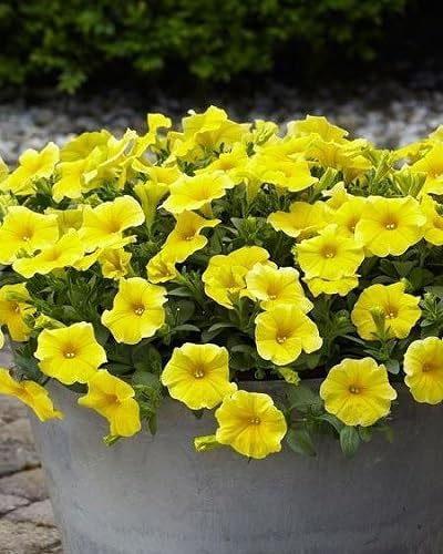 Yellow Double Petunia Flower Seeds – Heirloom, Non-GMO, High Germination Organic Garden Seeds for Planting, Seeds for Planting