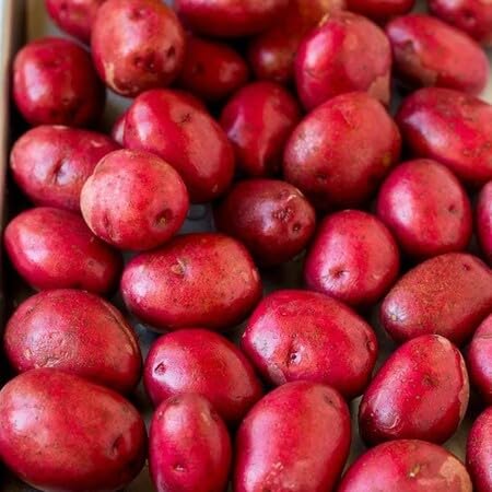 Rote Kartoffelsamen – Alte Sorte, gentechnikfrei, keimstark, Bio-Gartensamen zur Pflanzung