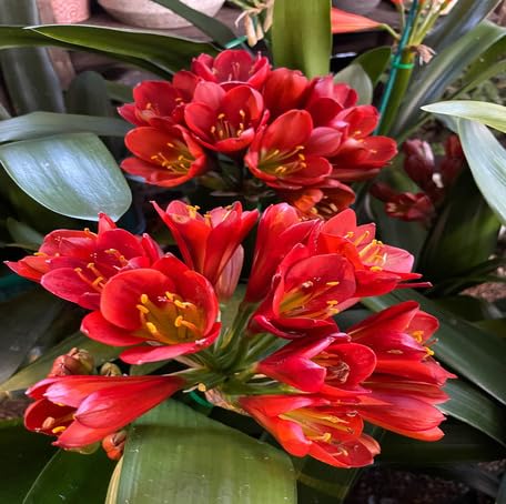 red clivia flower seeds