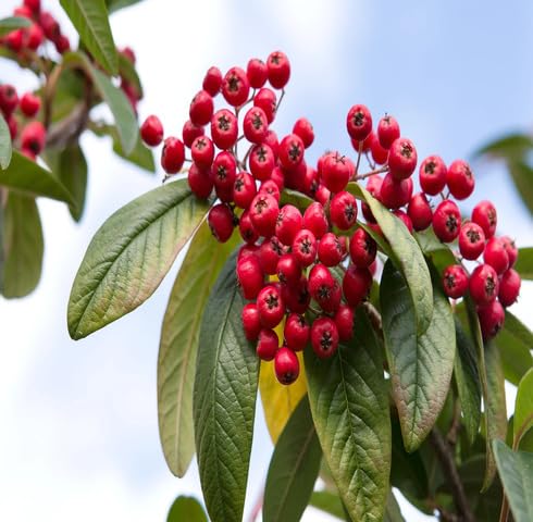 Red Cotoneaster Seeds – Heirloom, Non-GMO, High Germination Organic Garden Seeds