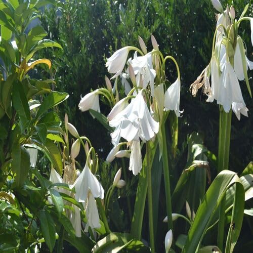 crinum flower flower seeds