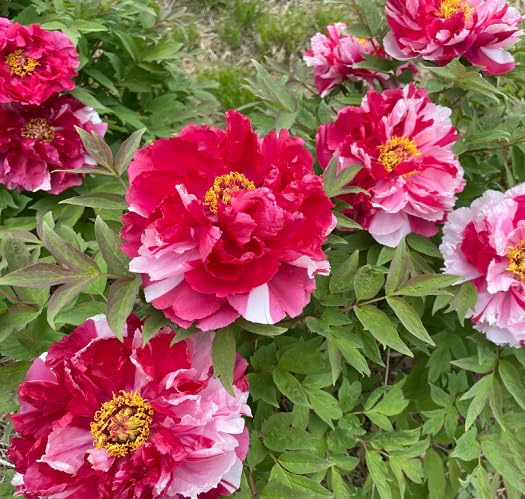 Red White Peony Flower Seeds – Heirloom Non-GMO High Germination Organic Garden Seeds