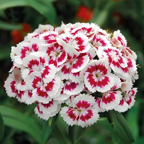 Red White Dianthus Flower Seeds for Planting – Heirloom Non-GMO High Germination Organic Garden Seeds
