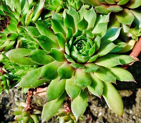 Sempervivum Flower Seeds for Planting – Heirloom, Non-GMO, High Germination Organic Garden Seeds
