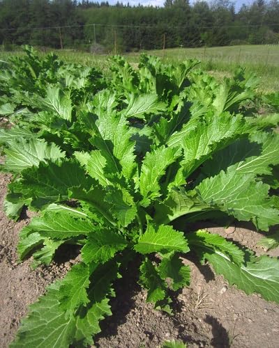 Mustard Green Seeds – Heirloom, Non-GMO, High Germination Organic Garden Seeds Planting
