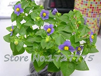 purplematthiolaincanaheirloomnongmo flower seeds
