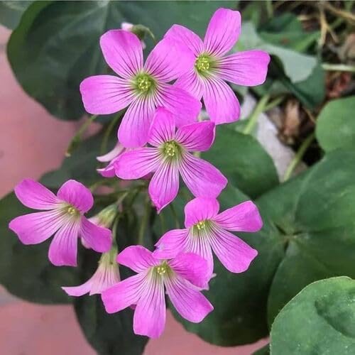 pink oxalis flower seeds