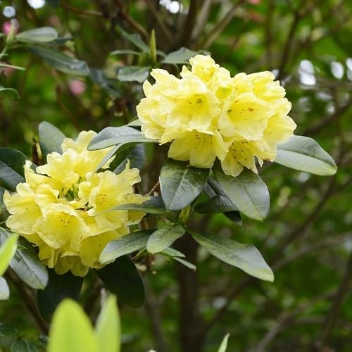 Yellow Rhododendron Flowers Seeds – Heirloom, Non-GMO, High Germination Organic Seeds