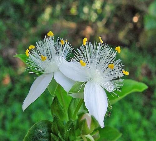 White Spiderwort Flower Seeds Heirloom Non-GMO High Germination Organic Garden Seeds for Planting