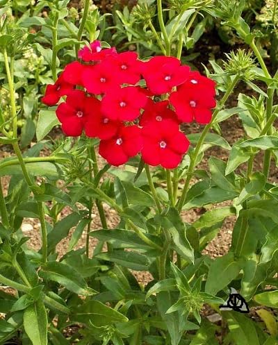 Red Phlox Perennial Flower Seeds Heirloom Non-GMO High Germination Organic Garden Seeds