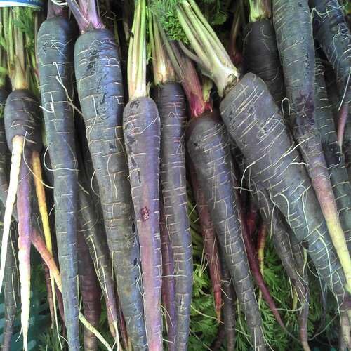 Black Carrot – Heirloom, Non-GMO, High Germination Organic Garden Seeds Planting
