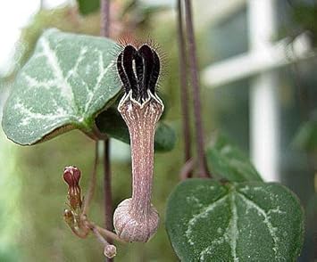 ceropegiawoodiisucculentsheirloomnongmo flower seeds