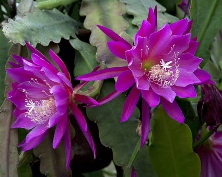 Purple Epiphyllum Oxypetalum Flower Seeds – Heirloom Non-GMO High Germination