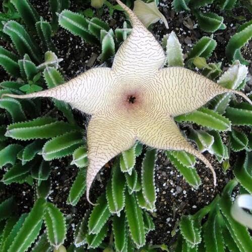White Stapelia Flower Seeds Heirloom Non-GMO High Germination Organic Seeds for Planting
