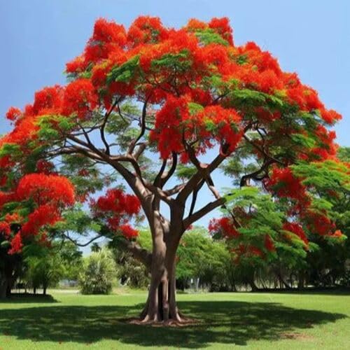 Red Delonix Regia Flower Seeds for Planting – Heirloom, Non-GMO, High Germination Organic Garden Seeds