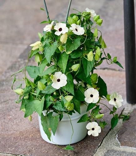 Thunbergia Flower Seeds Heirloom Non-GMO High Germination Organic Garden Seeds for Planting