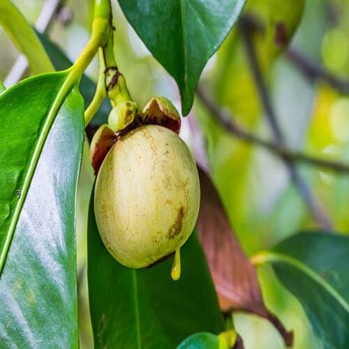 Green Mangosteen Seeds for Planting – Heirloom Non-GMO High Germination Organic Garden Seeds