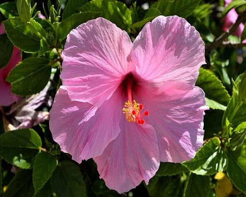 Hibiscus Flower Seeds – Heirloom, Non-GMO, High Germination Organic Garden Seeds for Planting