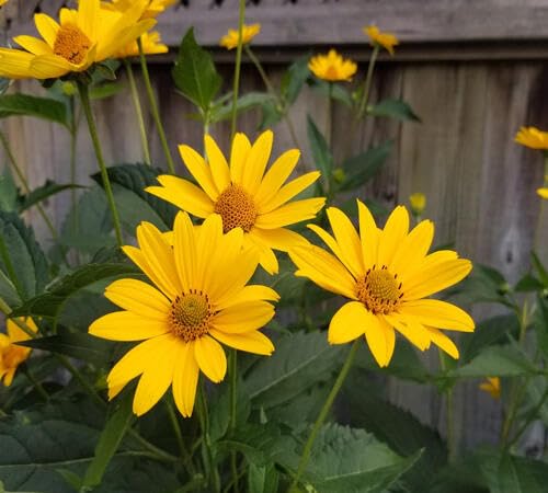 Yellow Heliopsis Flower Seeds – Heirloom Non-GMO High Germination Organic Garden Seeds