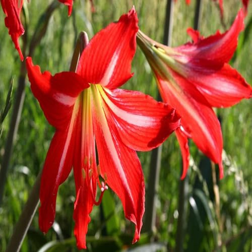 Red Barbados Lily Flower Seeds Heirloom Non-GMO High Germination Organic Garden Seeds for Planting
