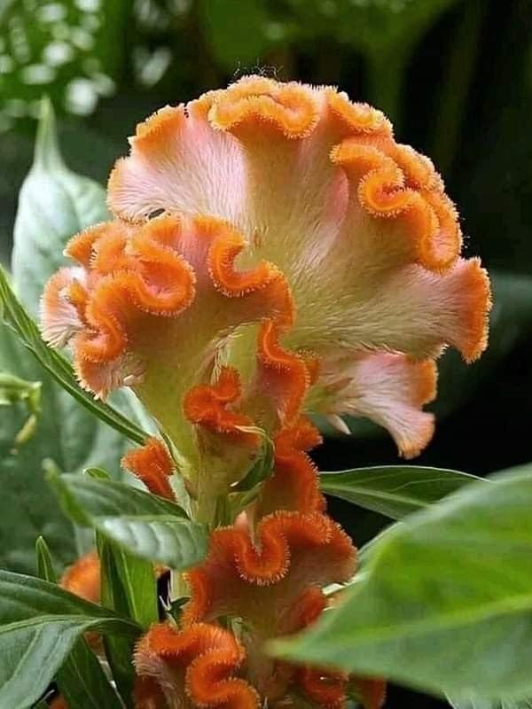 Cockscomb Flower Seeds Orange – Heirloom, Non-GMO, High Germination Organic Garden Seeds for Planting