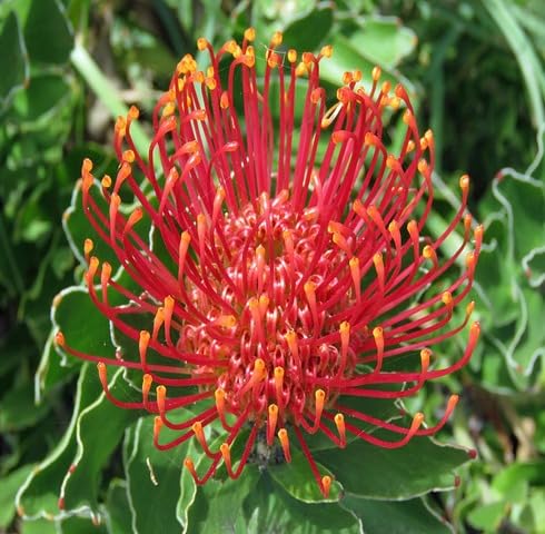 Red Pincushion Flower Seeds – Heirloom, Non-GMO, High Germination Organic Garden Seeds for Planting