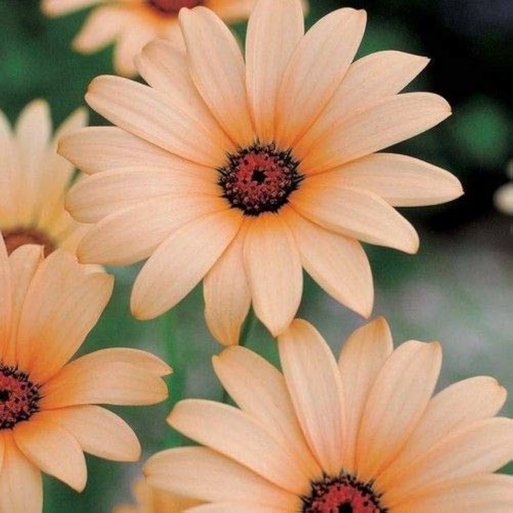 african daisy flower seeds