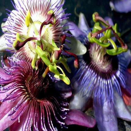 passiflora mixed flower seeds