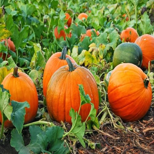 Orange Pumpkin Seeds – Heirloom, Non-GMO, High Germination Organic Garden Seeds Planting