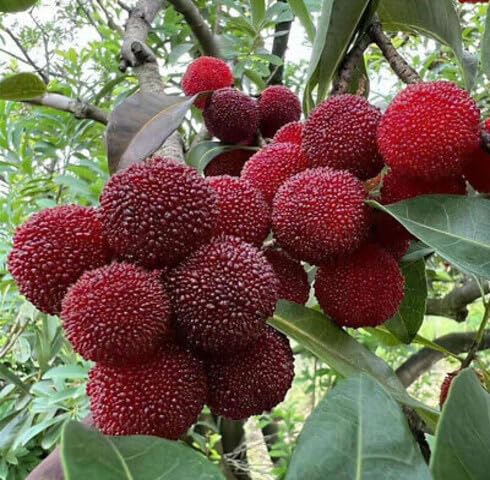 Red Bayberry Seeds – Heirloom, Non-GMO, High Germination Organic Garden Seeds